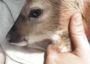 C1110001_Rescue poor little deer in traffic giving her motherly care…_part2