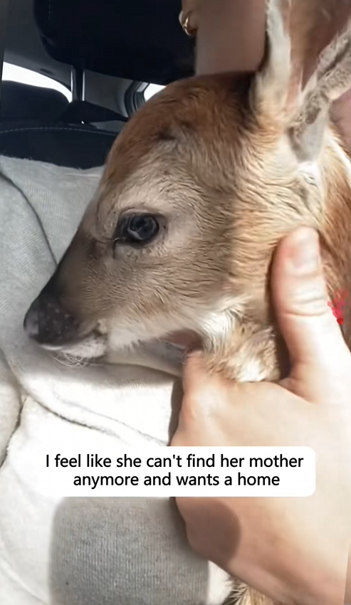 C1110001_Rescue poor little deer in traffic giving her motherly care…_part2
