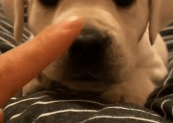 C0210002_was riding my bike when little puppy ran up to me then _part2