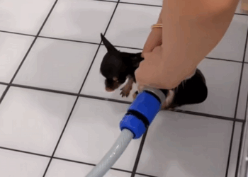 C1110002_On country road in rainstorm, dog blocked our way, she_part2