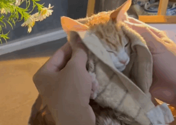 C1110003_Rescue frightened kitten #rescue #kitten #animal #pet #love #fyp_part2