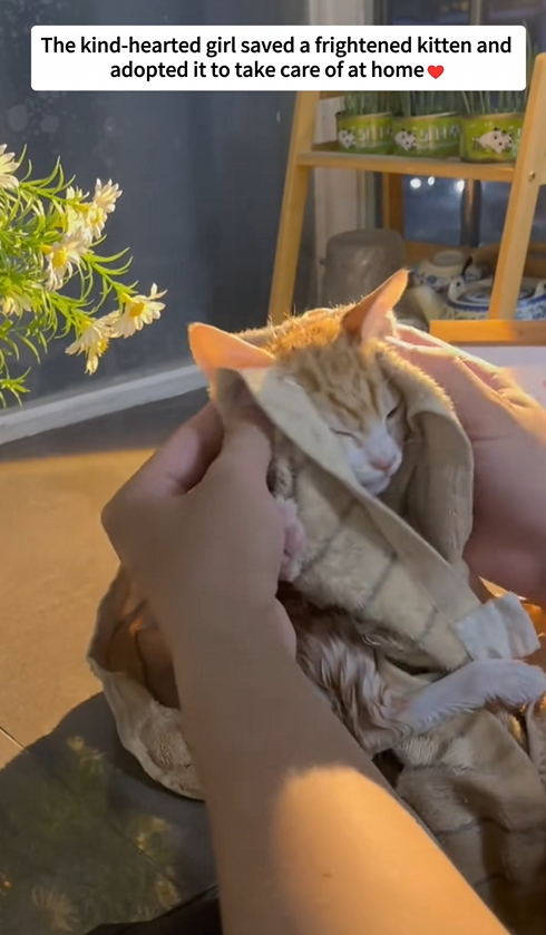 C1110003_Rescue frightened kitten #rescue #kitten #animal #pet #love #fyp_part2