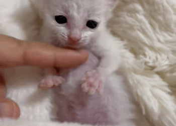 C1110004_newborn kitten was left on roadside by my careless mother,_part2