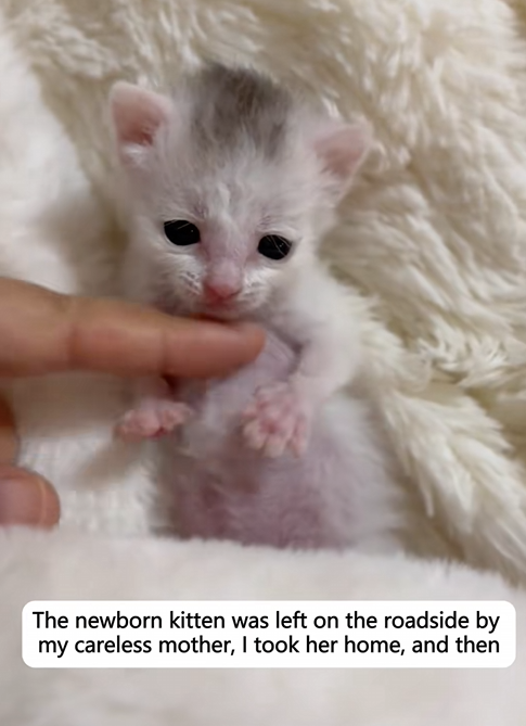 C1110004_newborn kitten was left on roadside by my careless mother,_part2