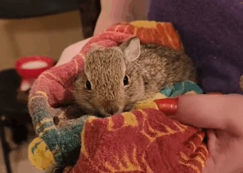 C1110005_found little rabbit on highway brought her home then_part2