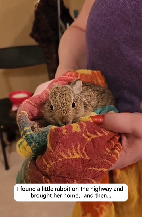 C1110005_found little rabbit on highway brought her home then_part2
