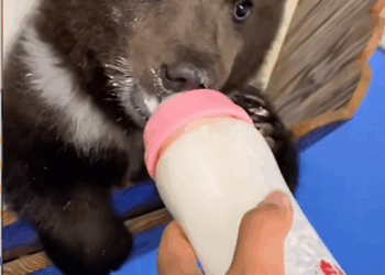 C1110006_Rescue little bear who is separated his mother #rescue #bear…_part2