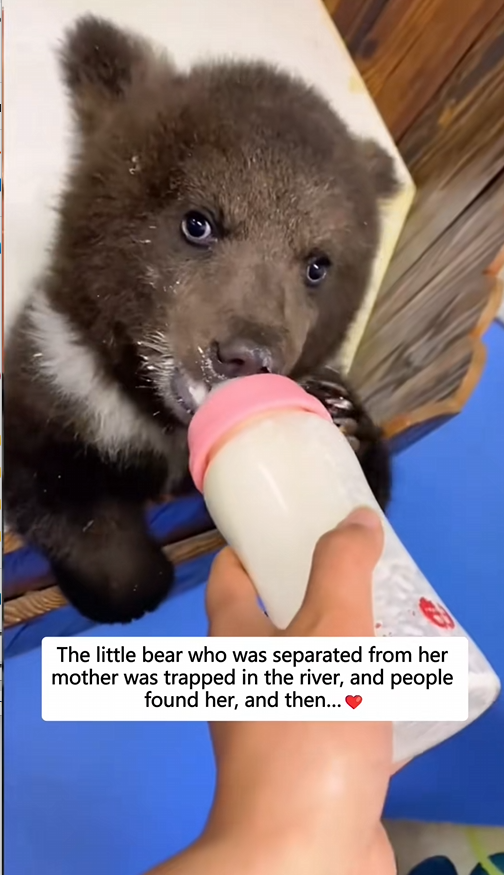 C1110006_Rescue little bear who is separated his mother #rescue #bear…_part2