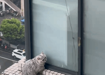 C1110007_We rescued kitten trapped in tall building took good care o…_part2