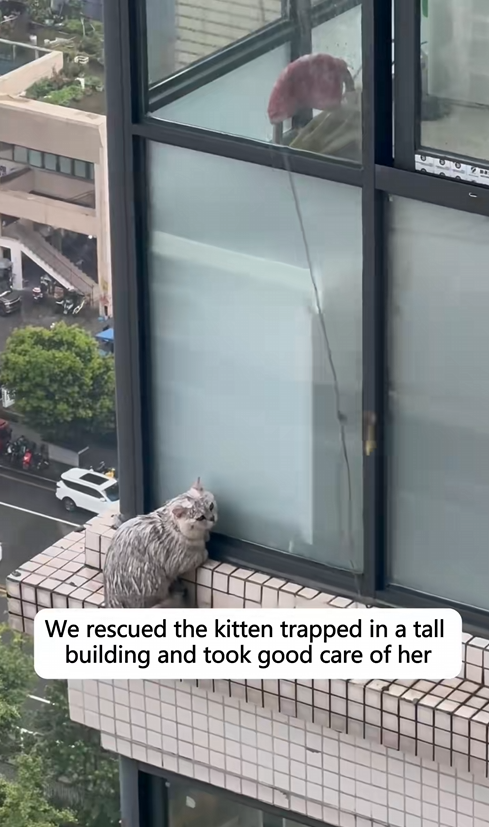 C1110007_We rescued kitten trapped in tall building took good care o…_part2