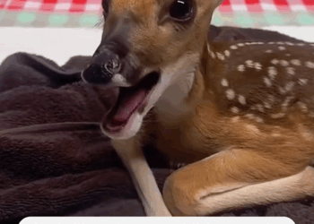 C1110008_saved deer separated my mother on rainy day, then_part2