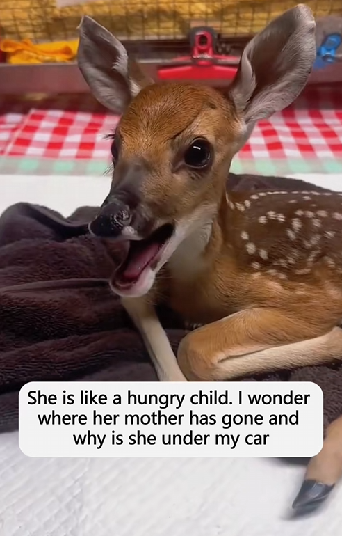C1110008_saved deer separated my mother on rainy day, then_part2
