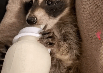 C1110009_kind man rescued trapped raccoon, then #rescue #animals #r…_part2