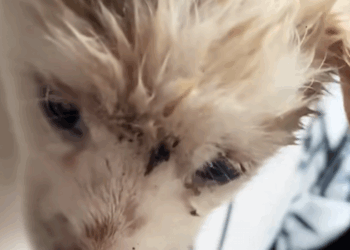 C1110010_Rescue poor puppy _part2