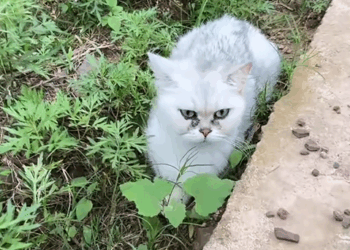 C1110011_My dog found stray cat, beautiful story began #rescue #cat_part2