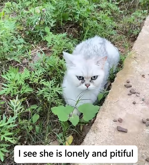 C1110011_My dog found stray cat, beautiful story began #rescue #cat_part2
