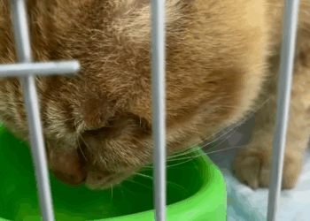 C0210003_saw little cat trapped in glass then #animal #rescue #kit…_part2