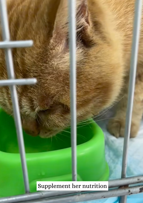 C0210003_saw little cat trapped in glass then #animal #rescue #kit…_part2