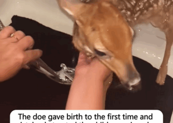 C1110012_doe gave birth to first time mistakenly treated child…_part2