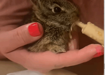 C1110013_ran into an otter hunting rabbit in his mouth, stopped him…_part2