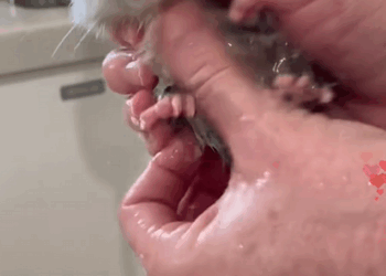 C1110014_kind man found lonely little possum while walking his dog. He adopt_part2