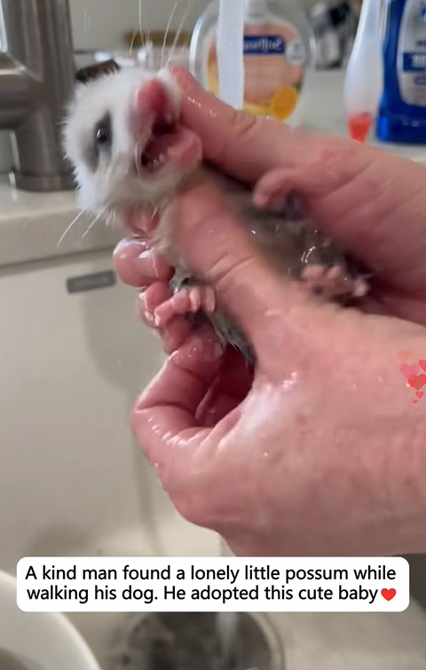 C1110014_kind man found lonely little possum while walking his dog. He adopt_part2