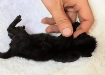 C1110015_Rescue abandoned little cat_part2