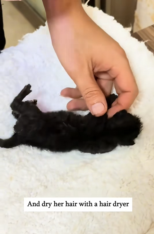 C1110015_Rescue abandoned little cat_part2