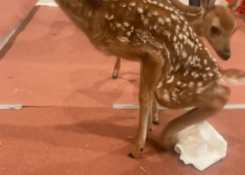 C1110016_kind uncle saved two young deer treated them as their own chi…_part2