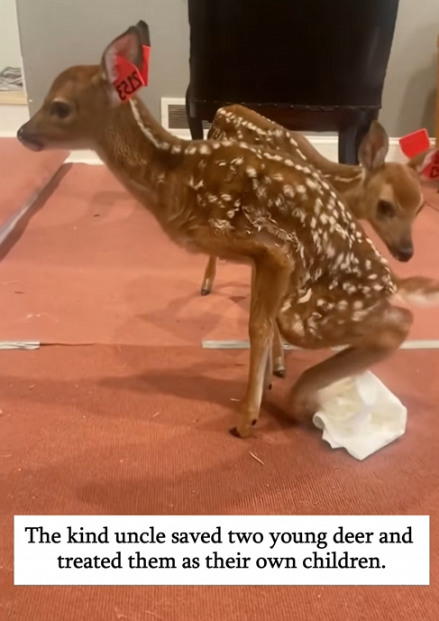 C1110016_kind uncle saved two young deer treated them as their own chi…_part2