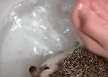 C1110017_Adopt poor mom hedgehog take good care of her her children_part2
