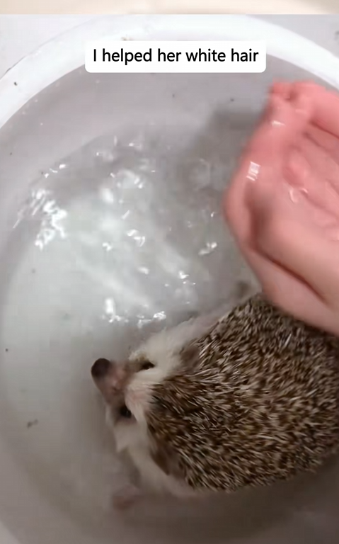 C1110017_Adopt poor mom hedgehog take good care of her her children_part2