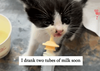 C1110018_Rescue two little stray cats_part2