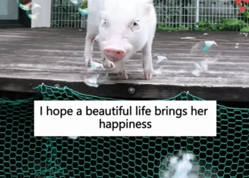 C1110019_Rescue poor pig _part2