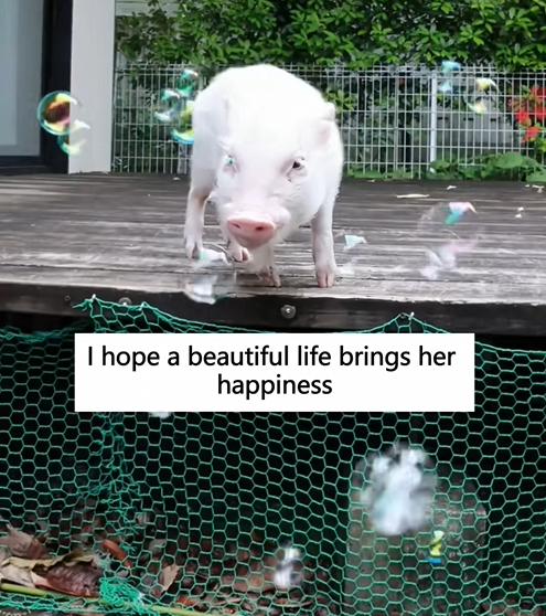C1110019_Rescue poor pig _part2