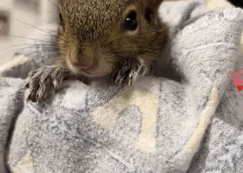 C1110020_kind man rescues squirrel invites it to join his family_part2