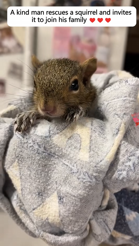 C1110020_kind man rescues squirrel invites it to join his family_part2