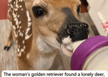 C1110021_woman golden retriever found lonely deer, kind woman_part2