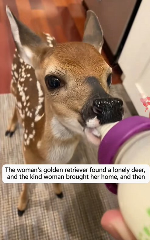 C1110021_woman golden retriever found lonely deer, kind woman_part2