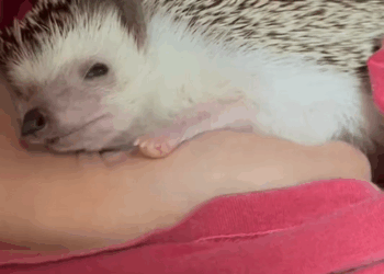 C0210004_happened to find dying hedgehog cub then #animal #rescue #hed…_part2