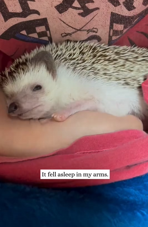 C0210004_happened to find dying hedgehog cub then #animal #rescue #hed…_part2