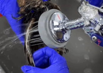 C1110022_Kind girl rescues wounded owl on roadside decides to adopt_part2