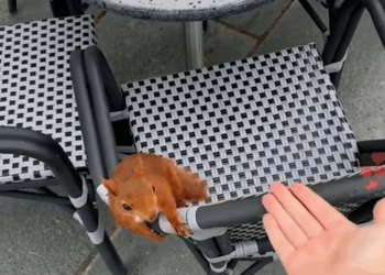 C1110023_My cat caught squirrel was about to eat it. rescued her,_part2