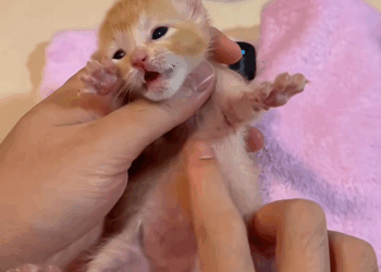 C1110024_poor stray kitten was scared by car, found her, then#re…_part2