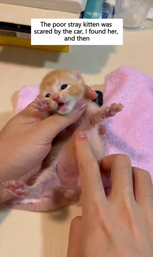 C1110024_poor stray kitten was scared by car, found her, then#re…_part2
