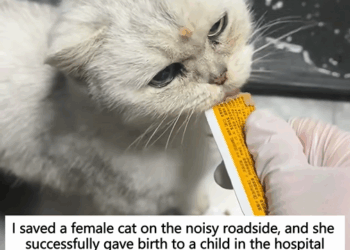 C1110025_saved female cat on noisy roadside, she successfully gave…_part2