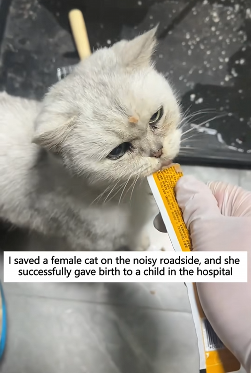 C1110025_saved female cat on noisy roadside, she successfully gave…_part2