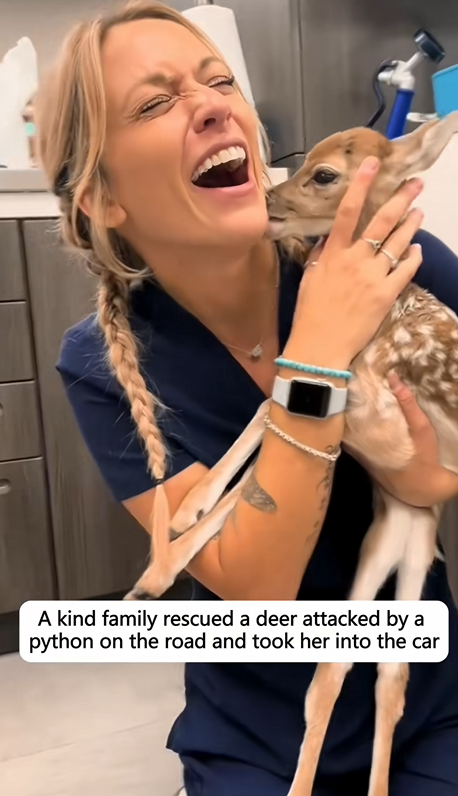 C1110026_kind family rescued deer attacked by python on road too…_part2