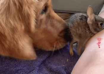 C1110027_once saved rabbit in dangerp_part2