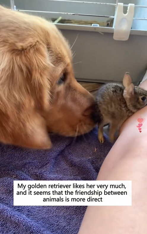 C1110027_once saved rabbit in dangerp_part2
